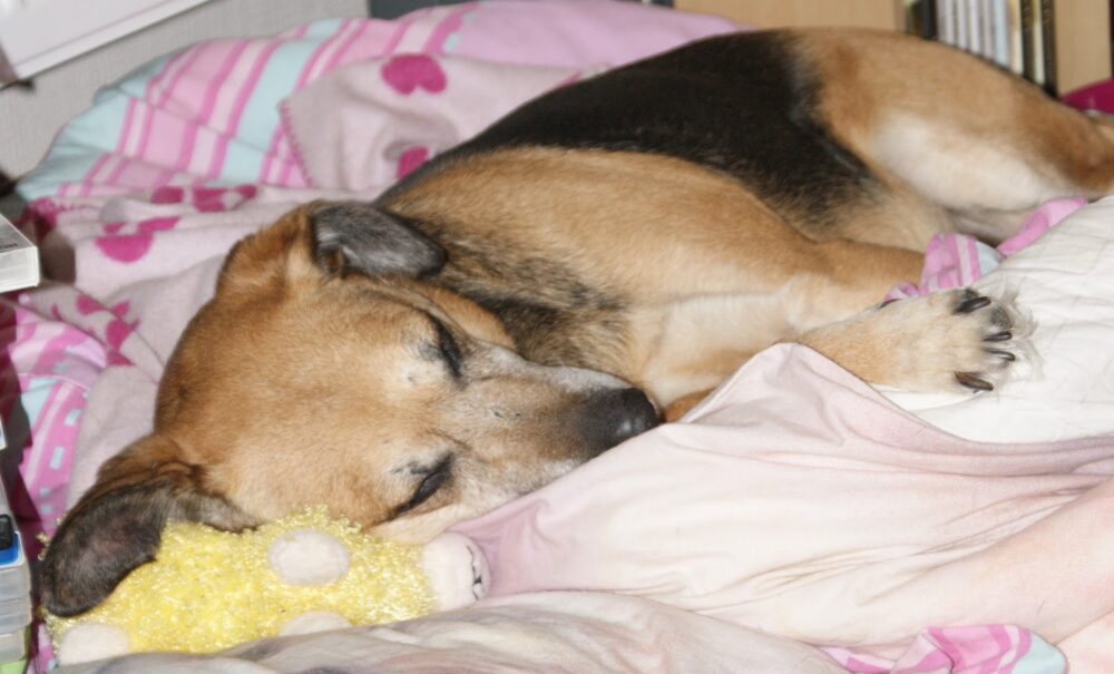 Sally Dog Snuggled on Her Bed