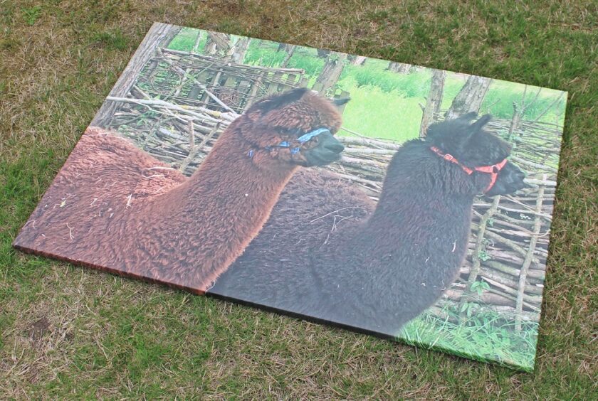 alpacas one brown and one black on a canvas