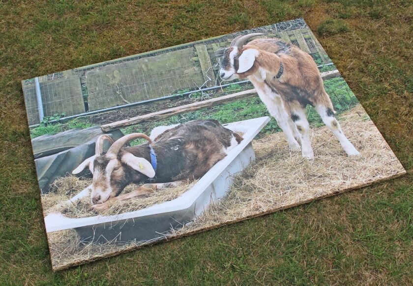 two goats one in a bath tub on canvas
