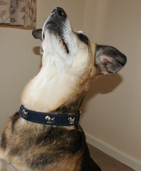 Denim 4 Dogs