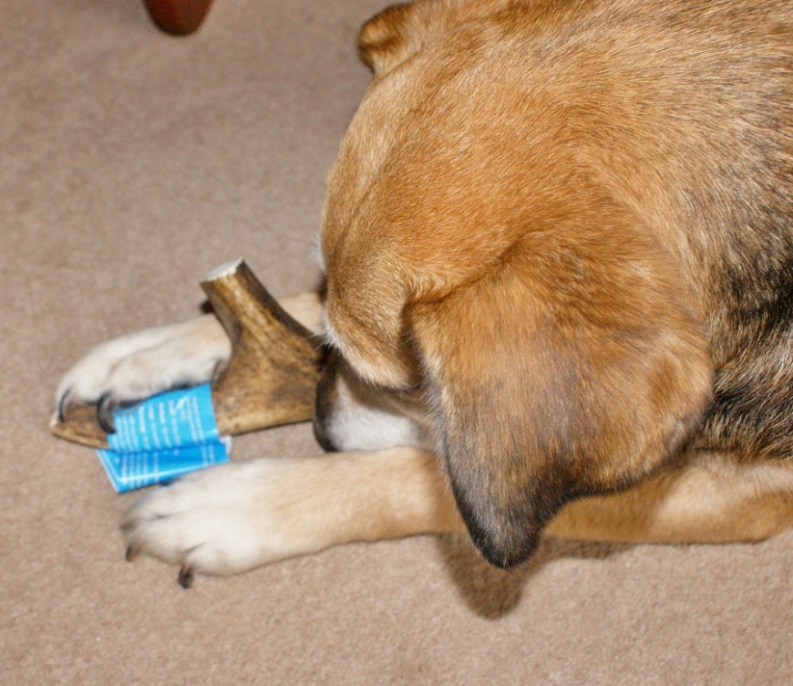 PawPost