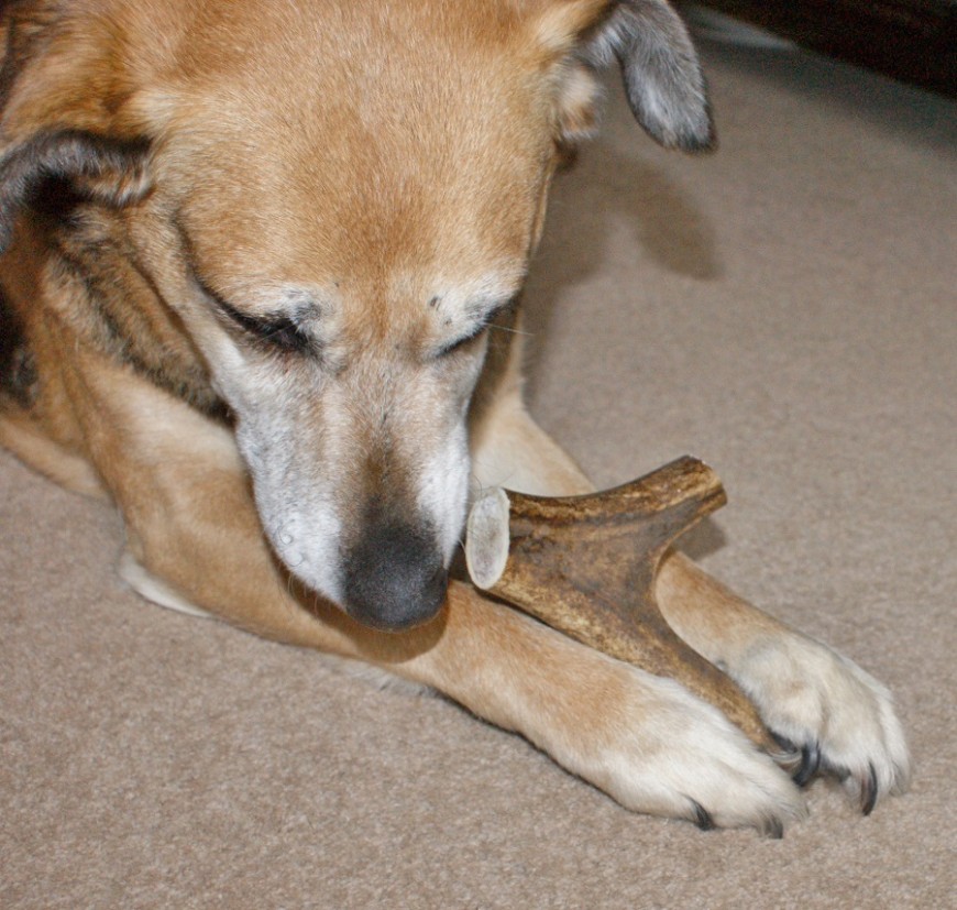 PawPost
