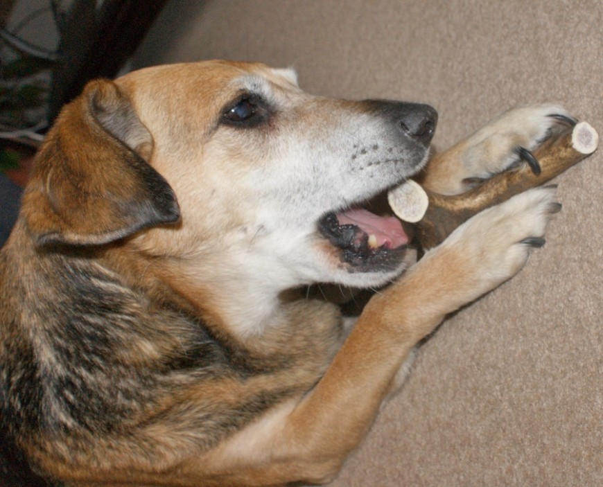 PawPost