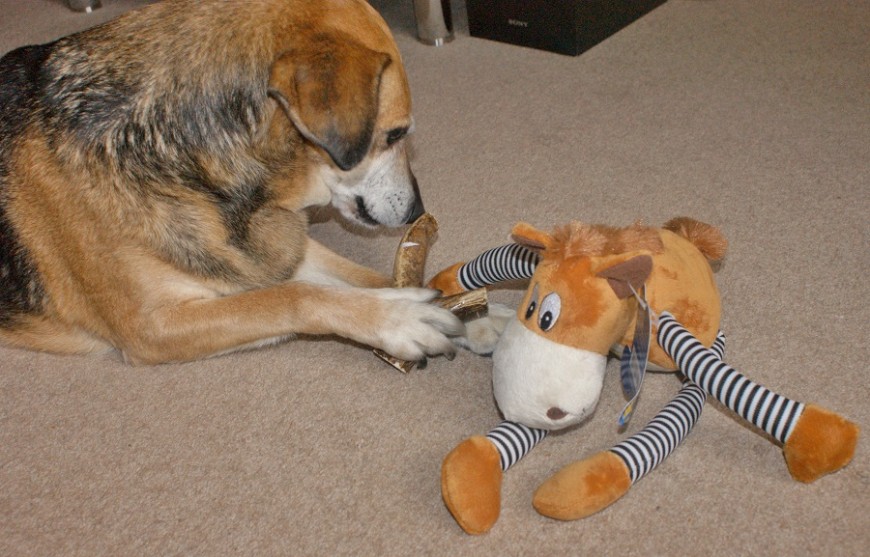 PawPost