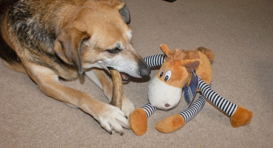 PawPost