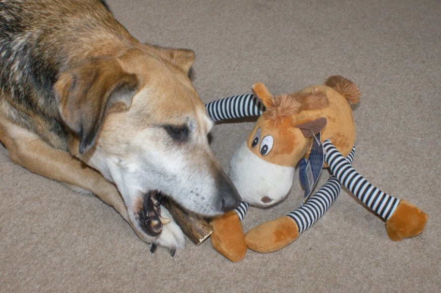 PawPost