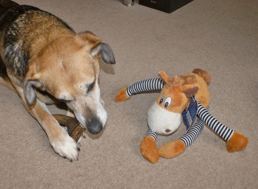 PawPost