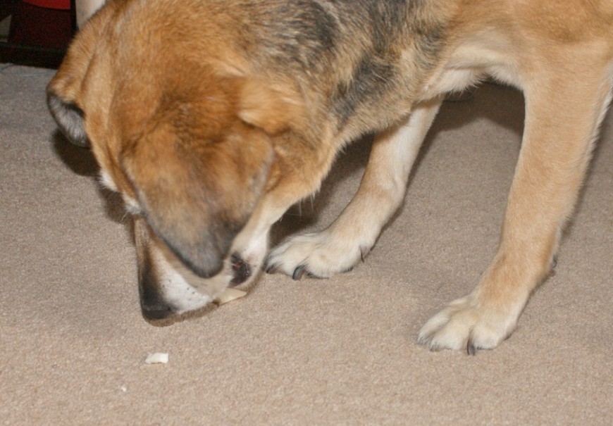 PawPost