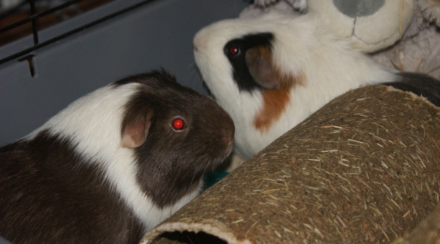Dobby and Sock