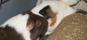 Dobby and Sock