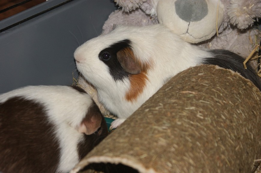 Dobby and Sock