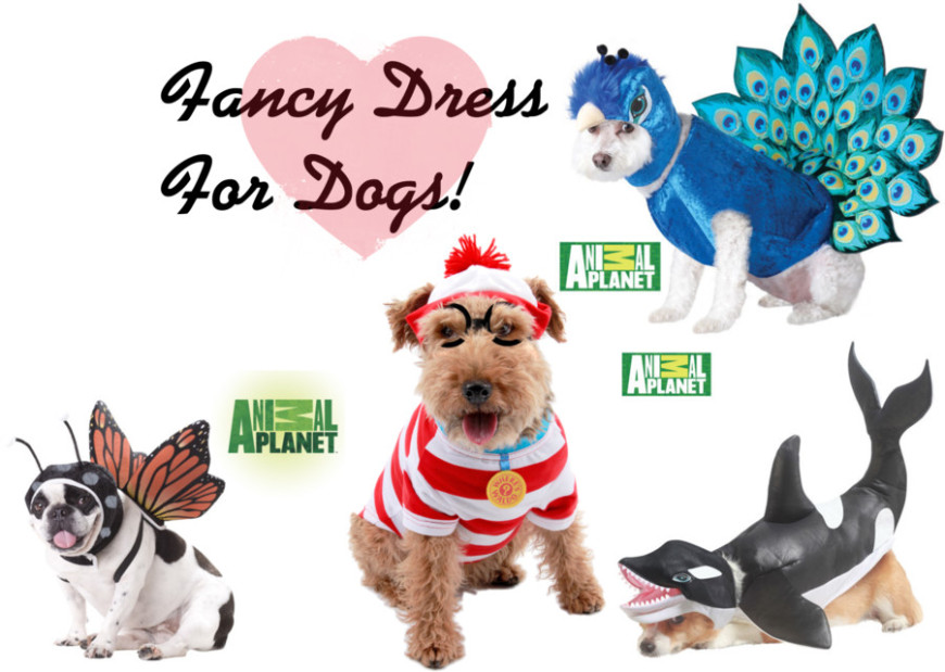 Fancy Dress for Dogs