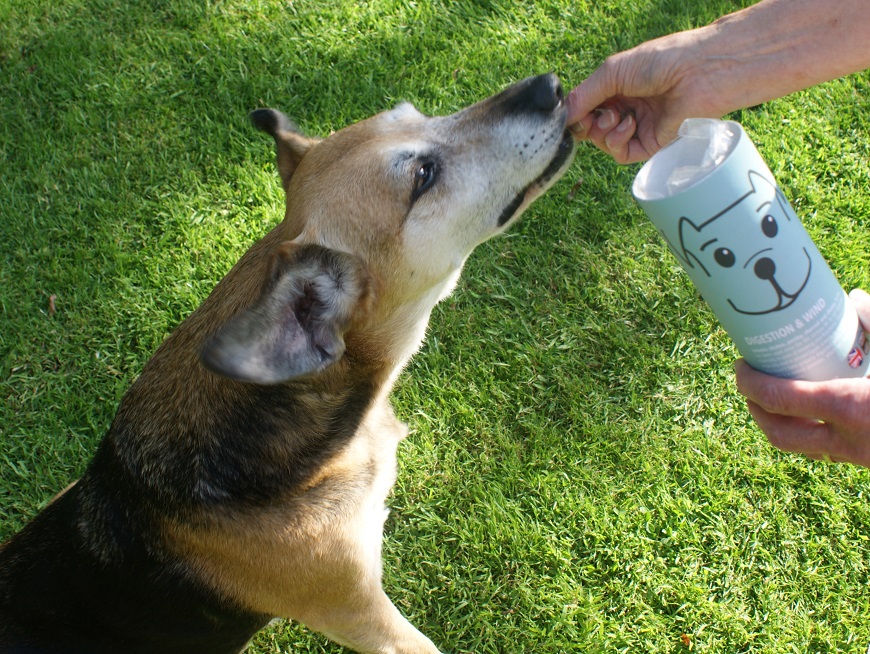 pooch and mutt treats