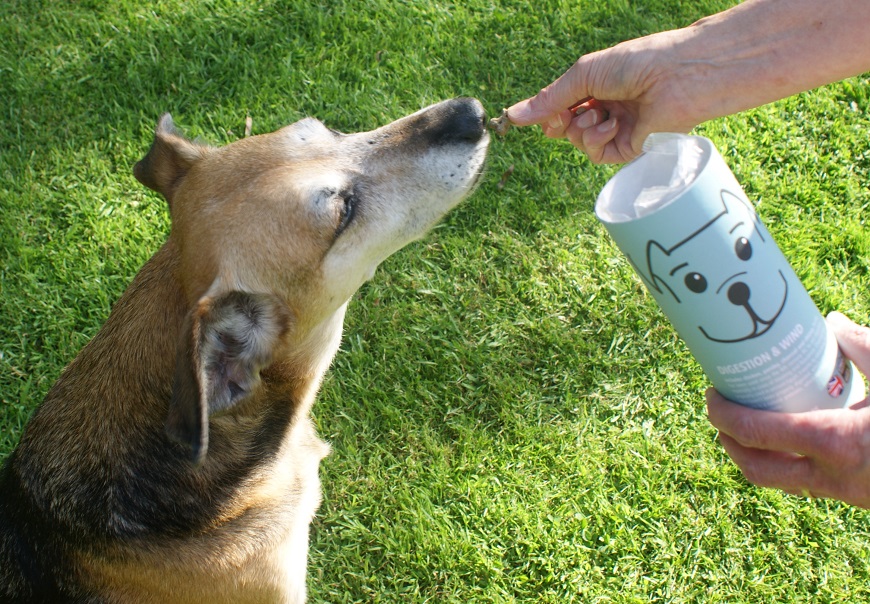 pooch and mutt treats