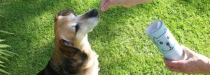 pooch and mutt treats