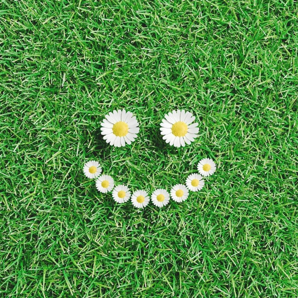 smile made from daisies in the grass