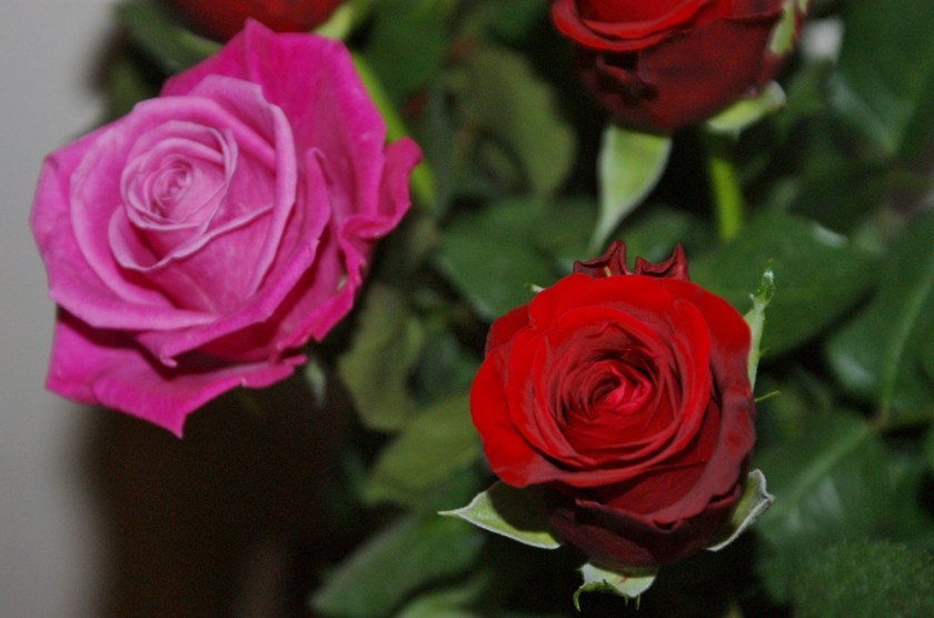 roses