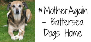 A brown and white dog lies on the grass holding a bone with its front paws, embodying the resilience against signs of over breeding in dogs. Text to the right reads #MotherAgain - Battersea Dogs Home.