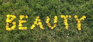 The word BEAUTY spelled out using yellow dandelions on a background of green grass.