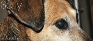 Sally Dog Close up of Face Mix of Alsatian and Keeshond x Dalmatian and American Foxhound and Unknown