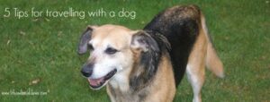 A medium-sized brown and black dog stands on grass, looking to the side with an open mouth, ready for adventure. Text in the image reads, 5 Tips for travelling with a dog.
