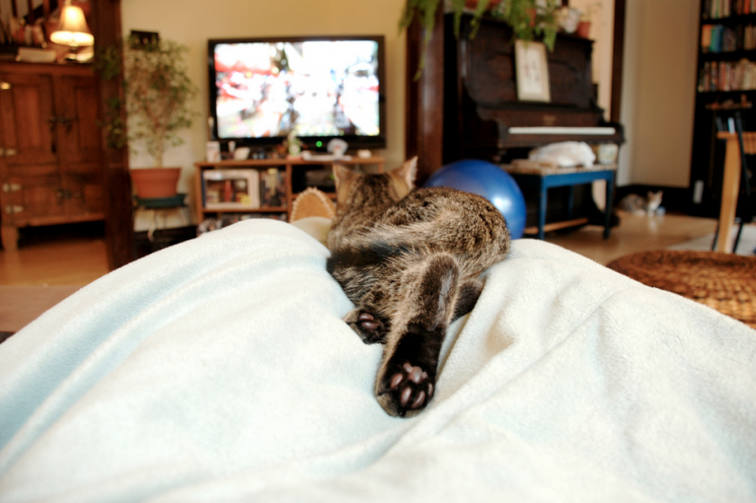 Cat on lap