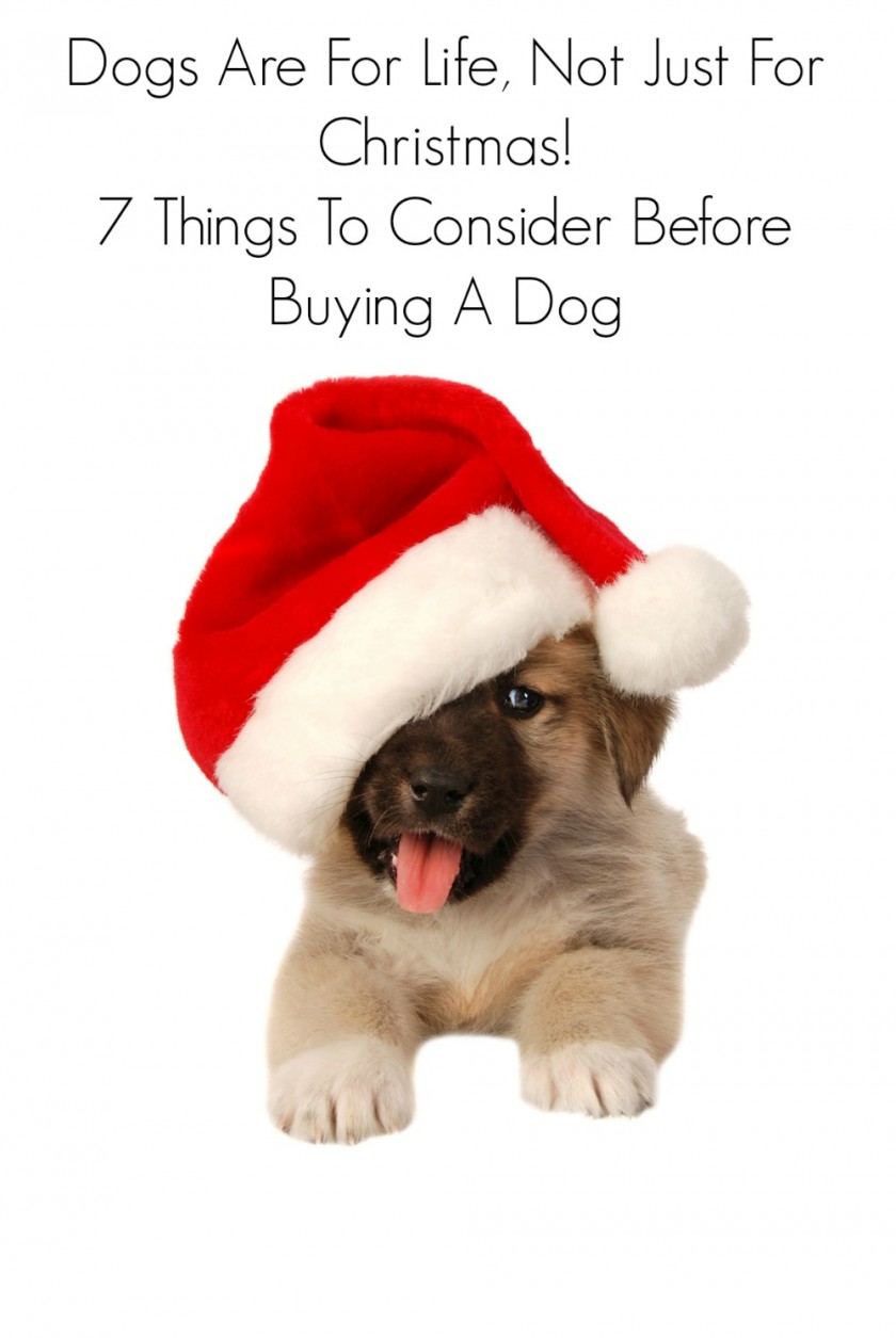 Cute Puppy In a Santa Hat - Christmas holiday theme