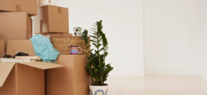 boxes coffee mug and plant