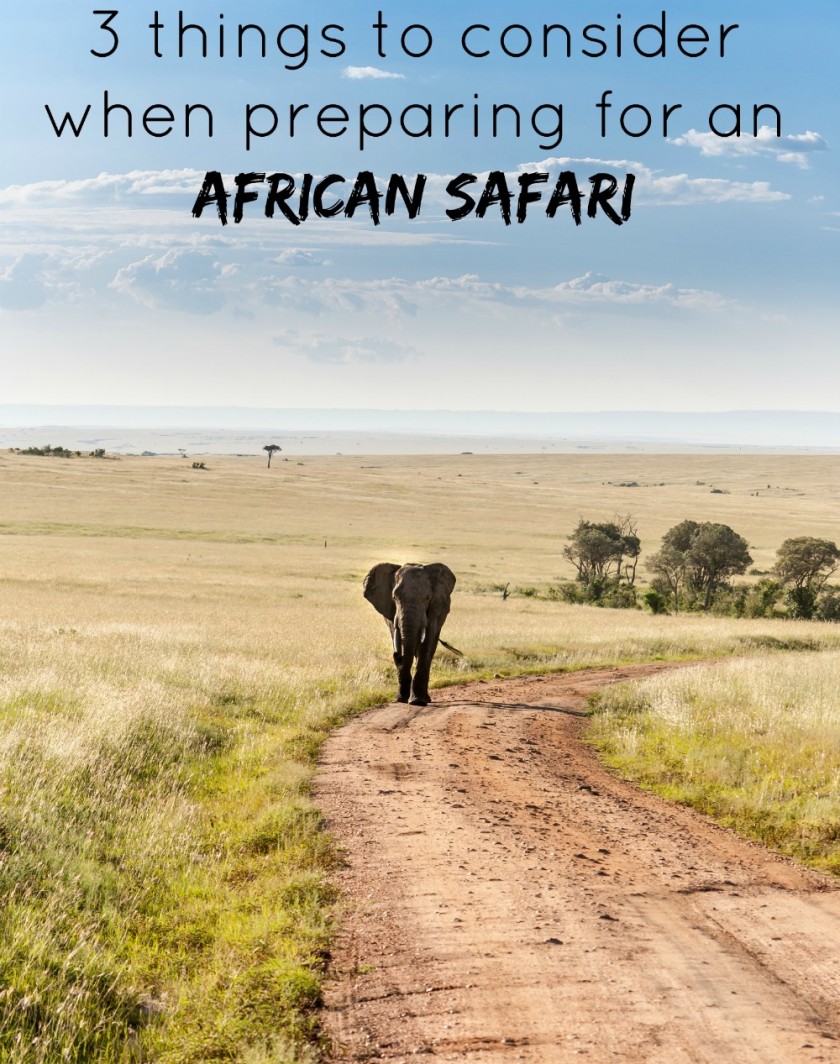 One african elephant walking in the savanna