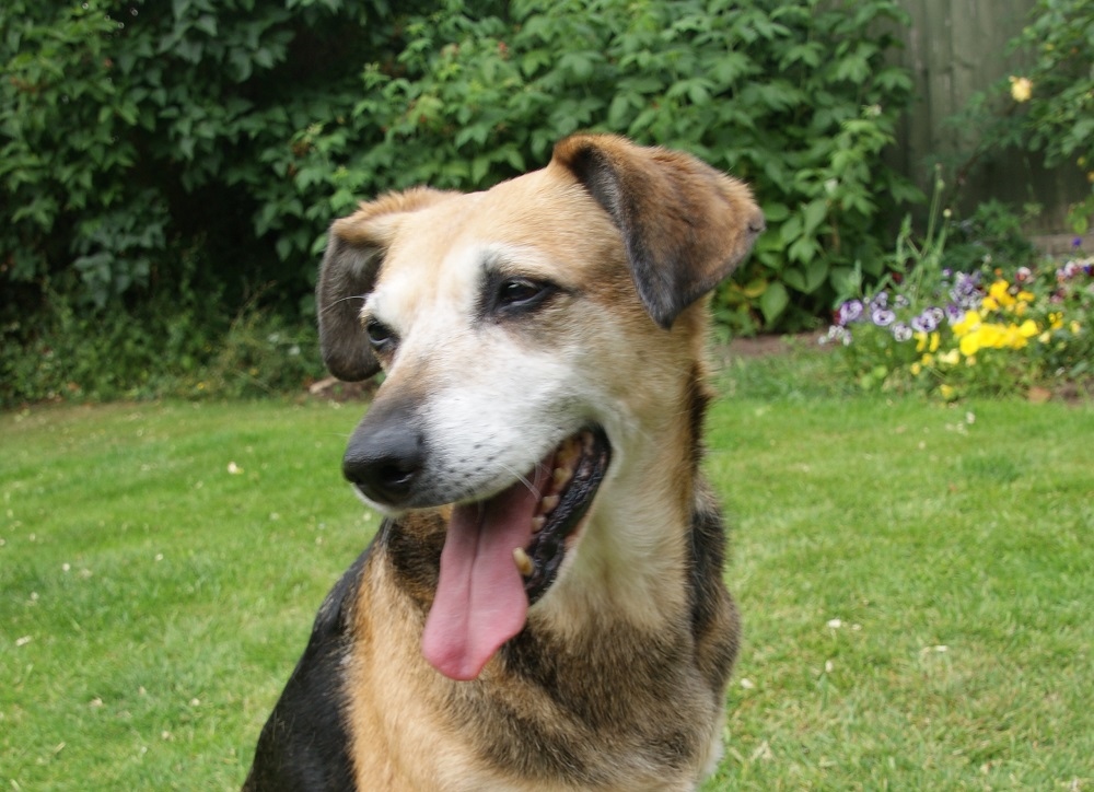 Sally Dog sat in garden