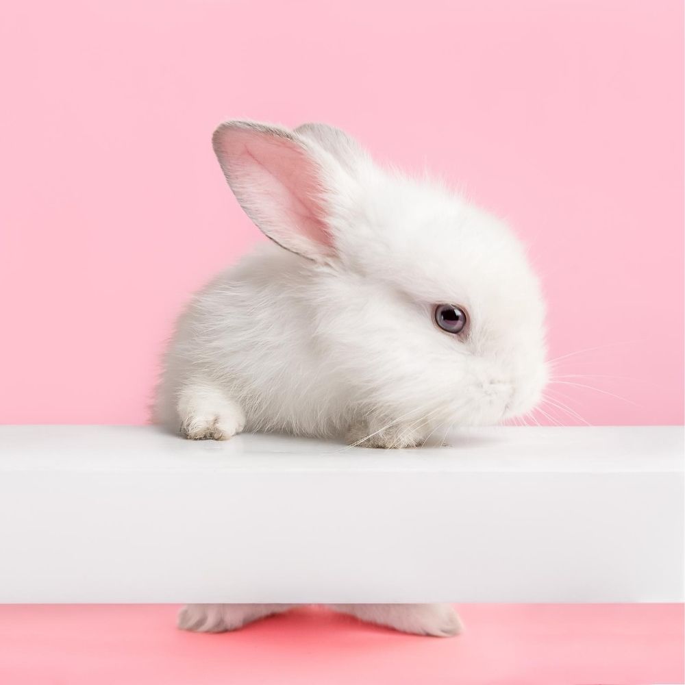 white rabbit