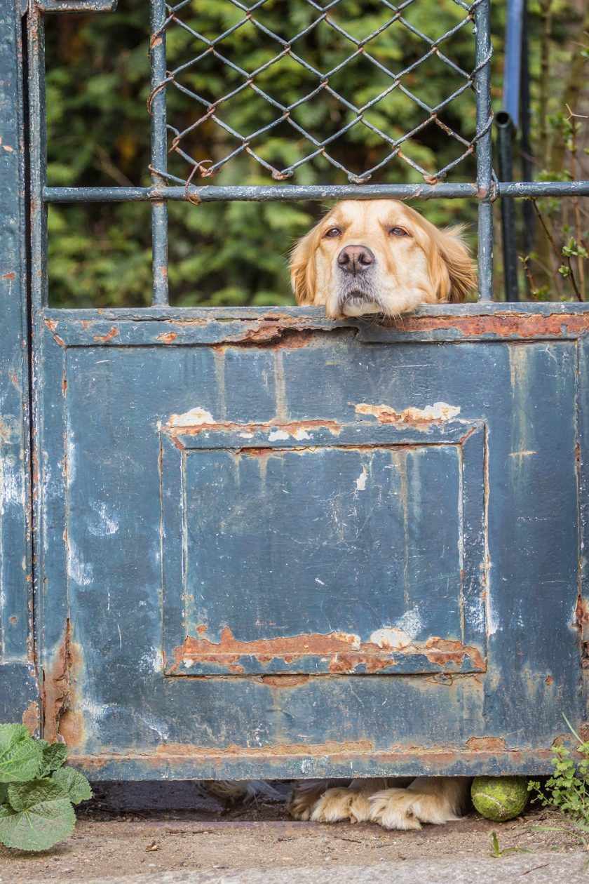 Sad golder retriever
