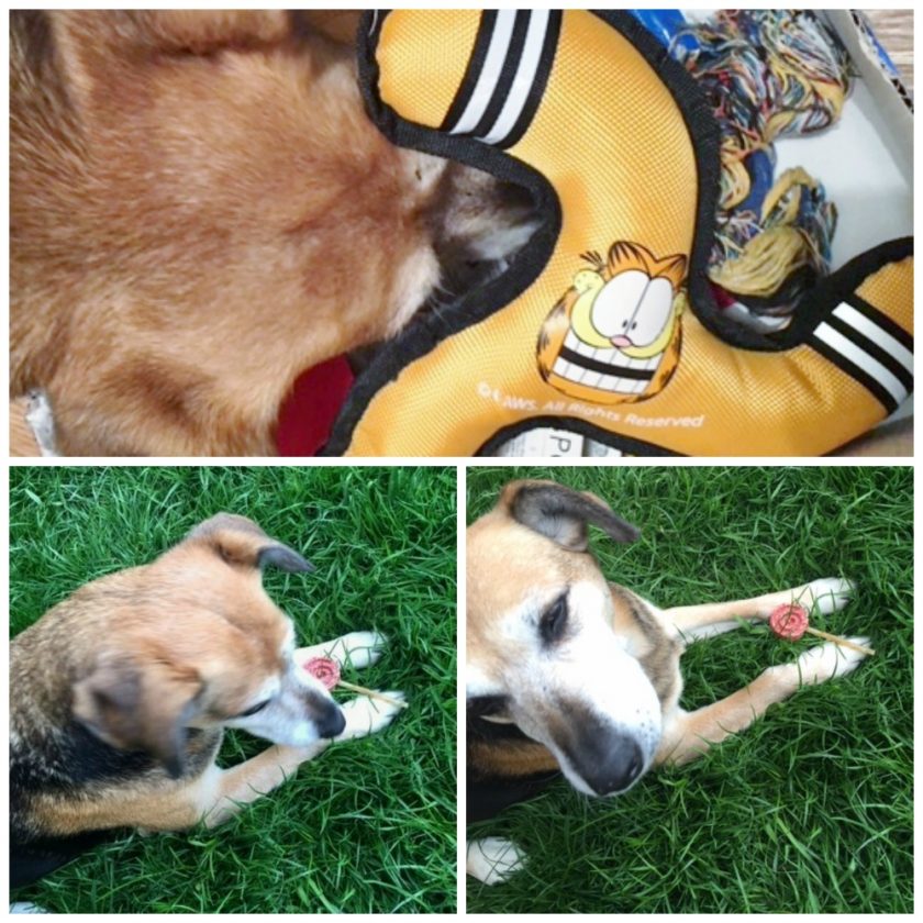 Pawsomebox April 2016