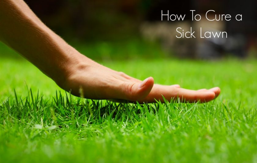 How To Cure a Sick Lawn
