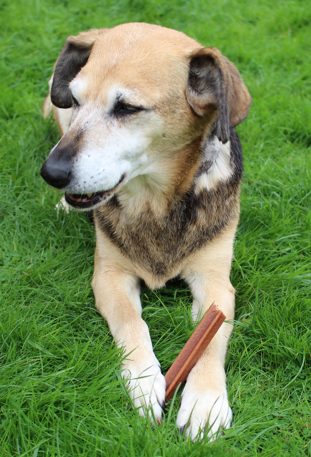 Pedigree Dentastix