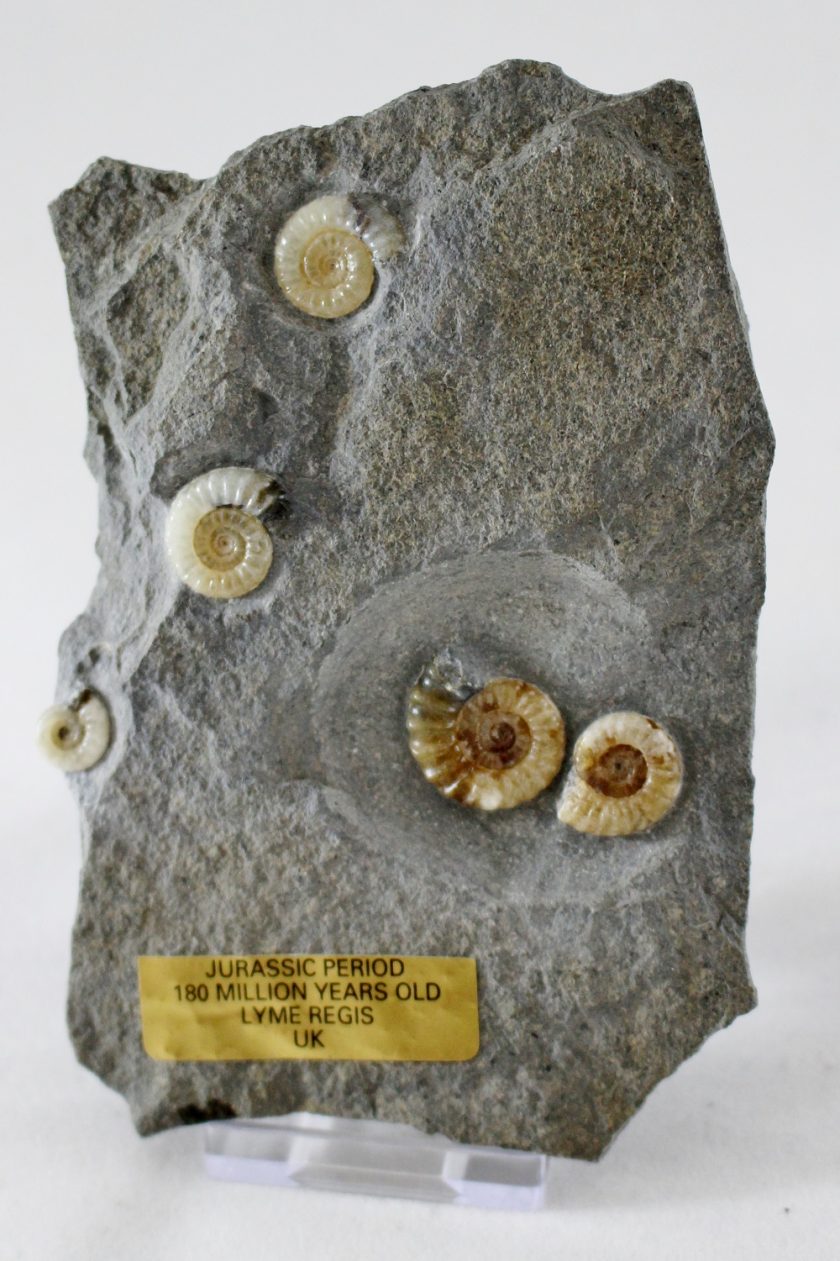 Lyme Regis Fossils