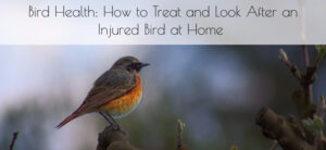 Bird Health: How to Treat and Look After an Injured Bird at Home