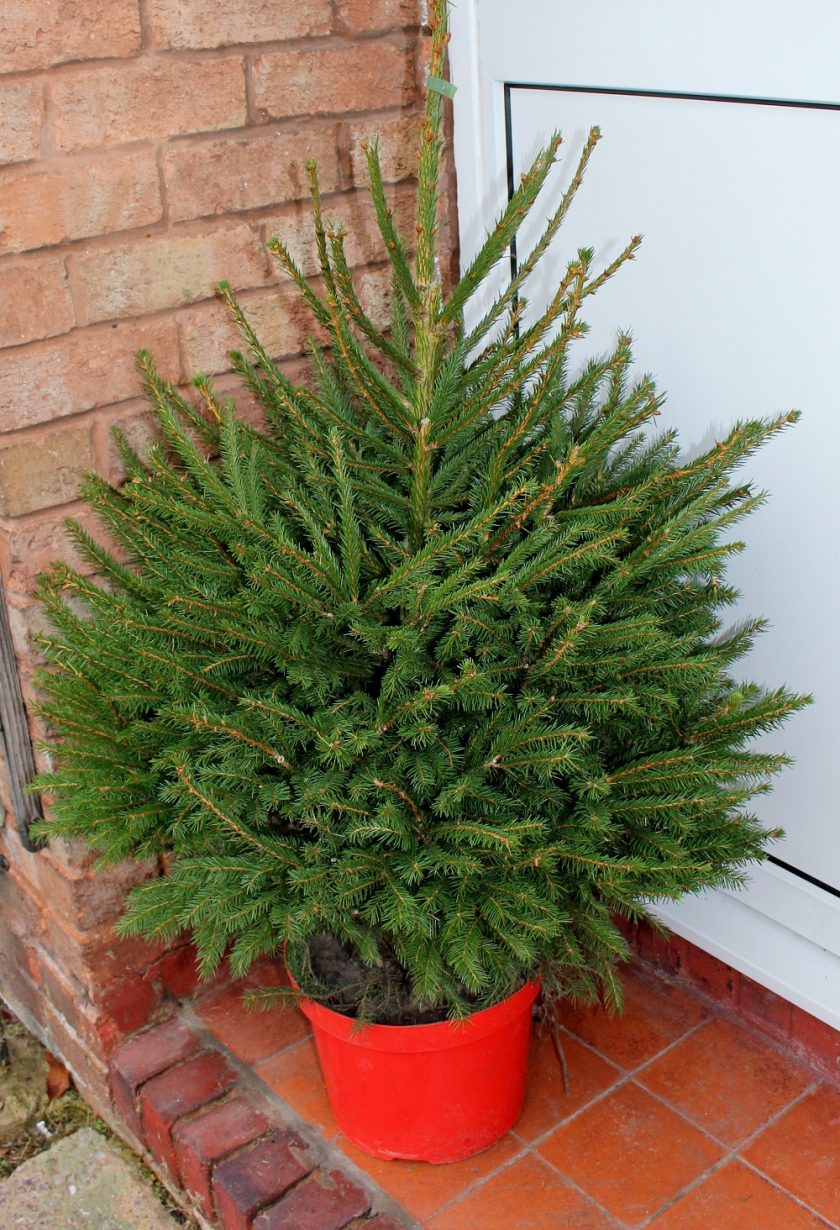 Ideal World Real Christmas Tree
