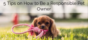A brown dog lying on the grass holds a red and white rope toy in its mouth. Text reads, 5 Tips on How to Be a Responsible Pet Owner. The background is softly blurred, with green trees and sunlight.