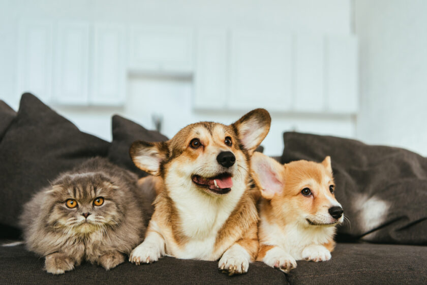 Cat and corgis sat on a sofa