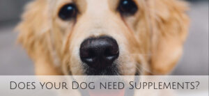 Does your Dog need Supplements?