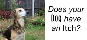 Does your Dog have an Itch