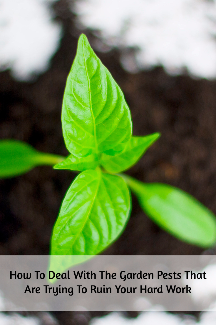 How To Deal With The Garden Pests That Are Trying To Ruin Your Hard Work