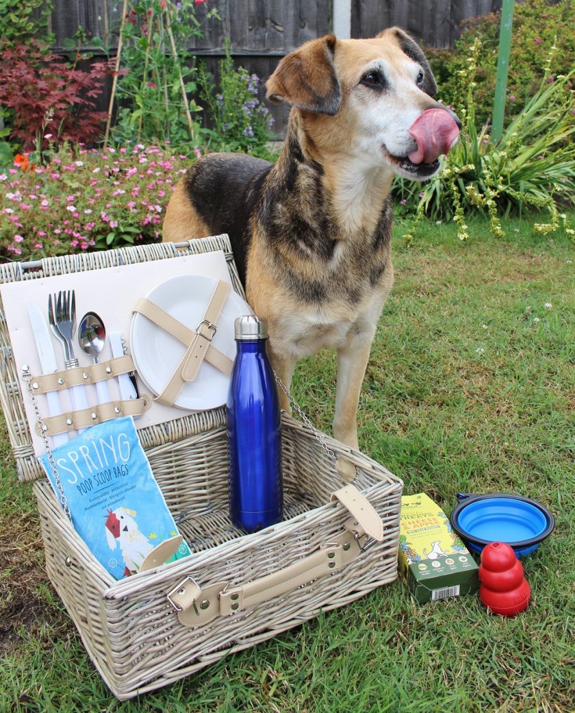 Sally Dog Lintbells YuMega Itch