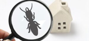 image of a pest under a microscope and a model house