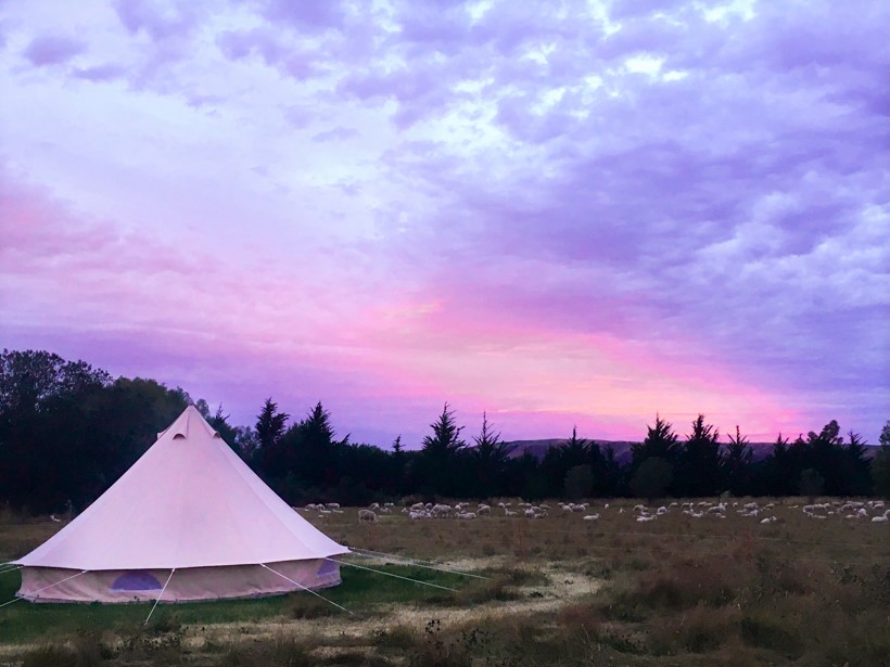 A white tent is set up in an open field at dusk. The sky is filled with vibrant purple and pink hues, and a flock of sheep grazes in the distance. Tall trees line the horizon.