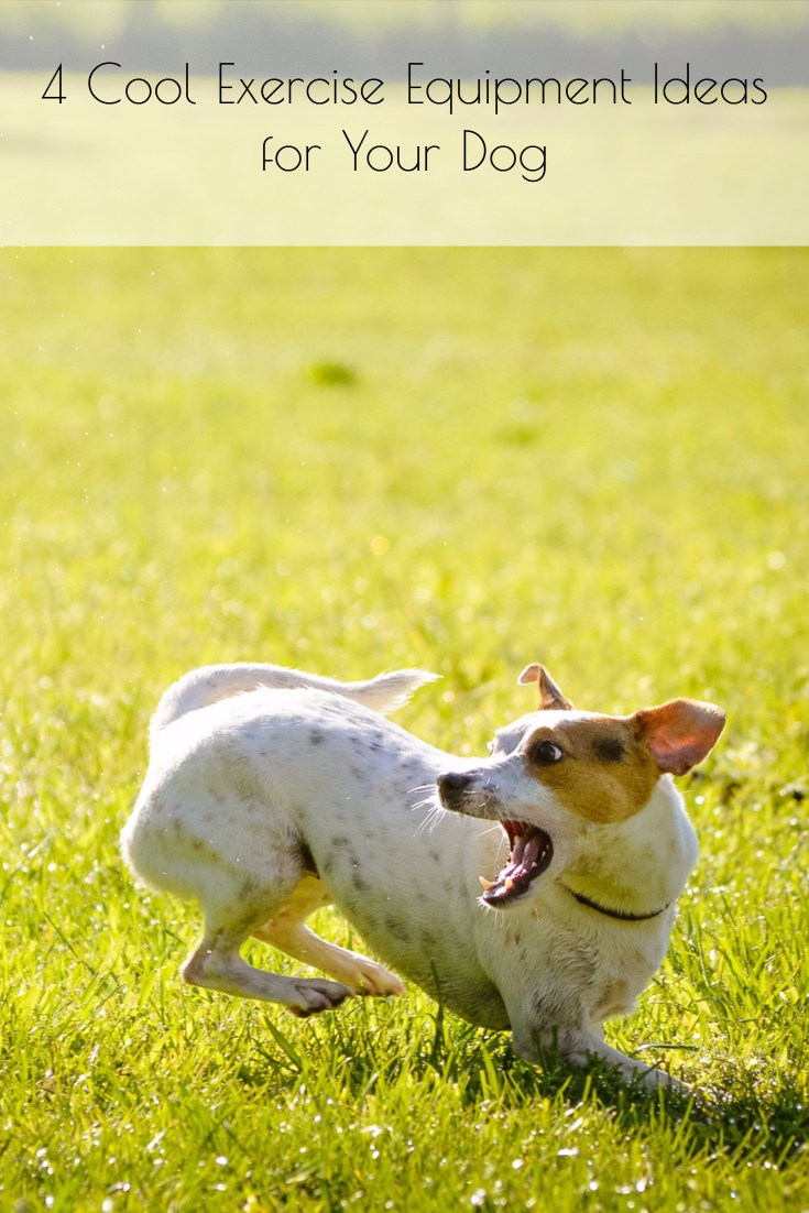 4 Cool Exercise Equipment for Your Dog