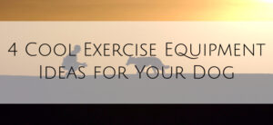 4 Cool Exercise Equipment for Your Dog