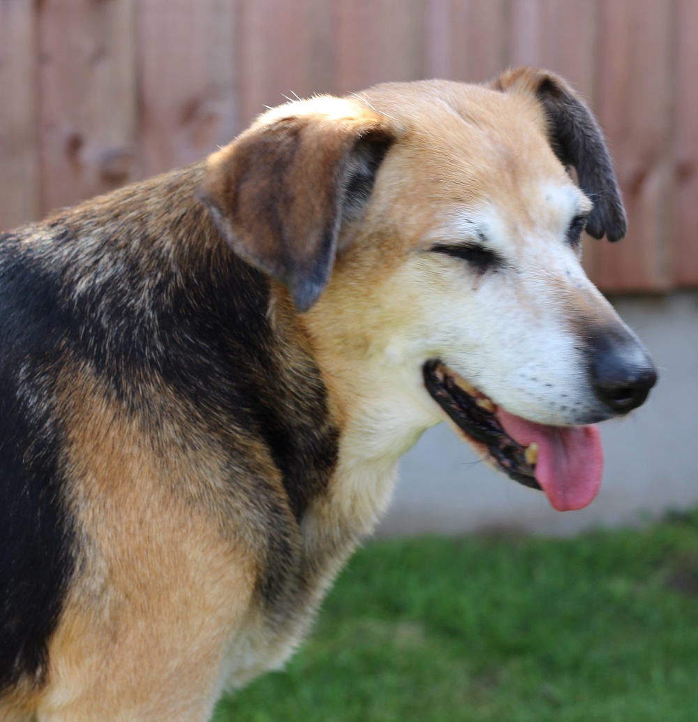 A brown and black dog stands on green grass with its mouth open and tongue out, appearing to pant. A wooden fence is blurred in the background.