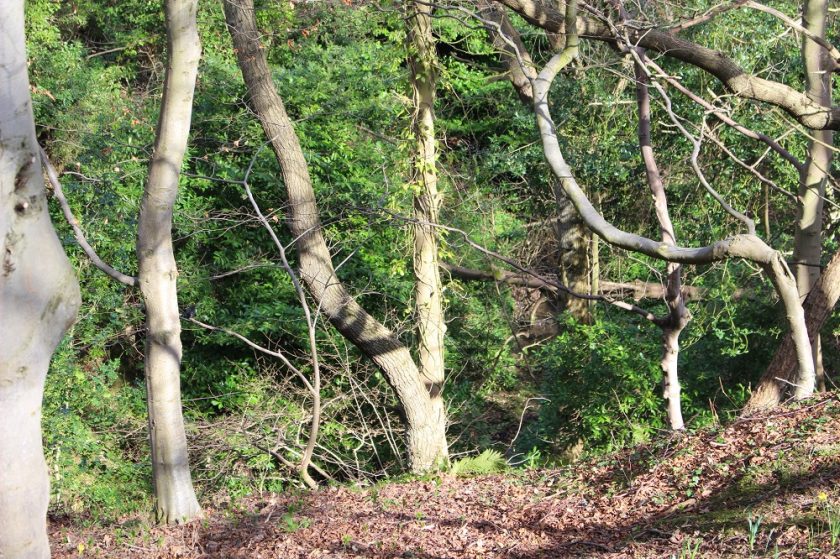 Raithwaite Estate - Grounds